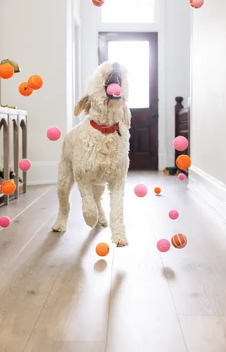 COREtec_Pet Friendly Flooring Pet Friendly Flooring | Enfield Carpet & Flooring