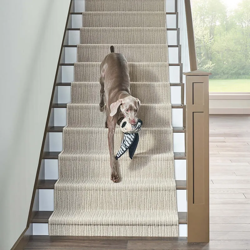 ZZ075-Chase-712-Briarwood-AA818-Buckingham-17024Cambridge-V-Mid1-Talent Stair runner | Enfield Carpet & Flooring